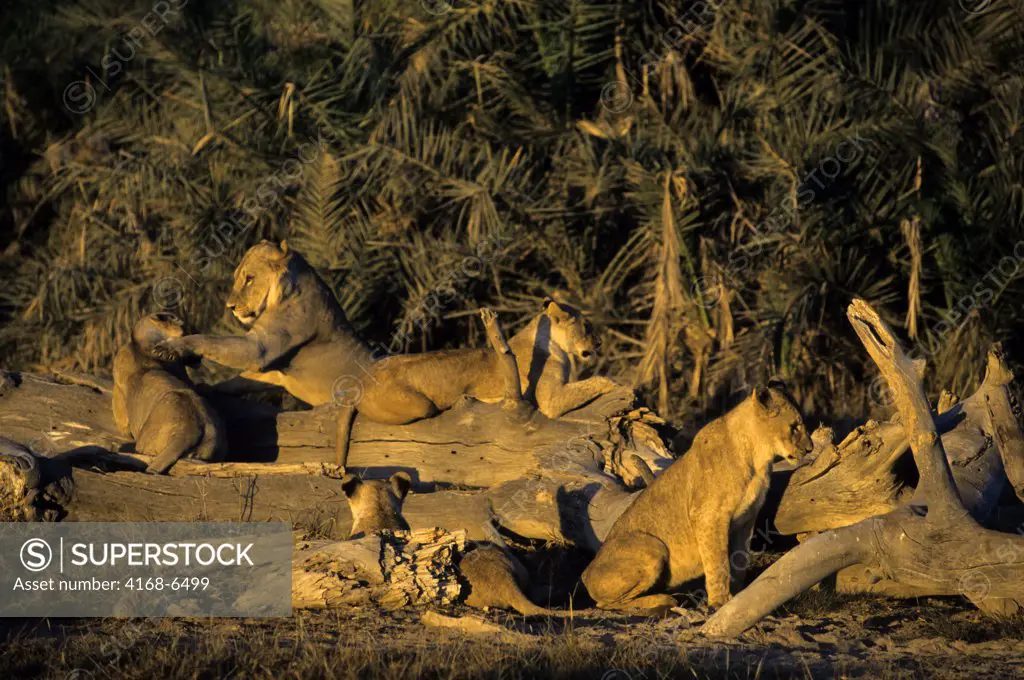kenya, amboseli national park, young lions playing
