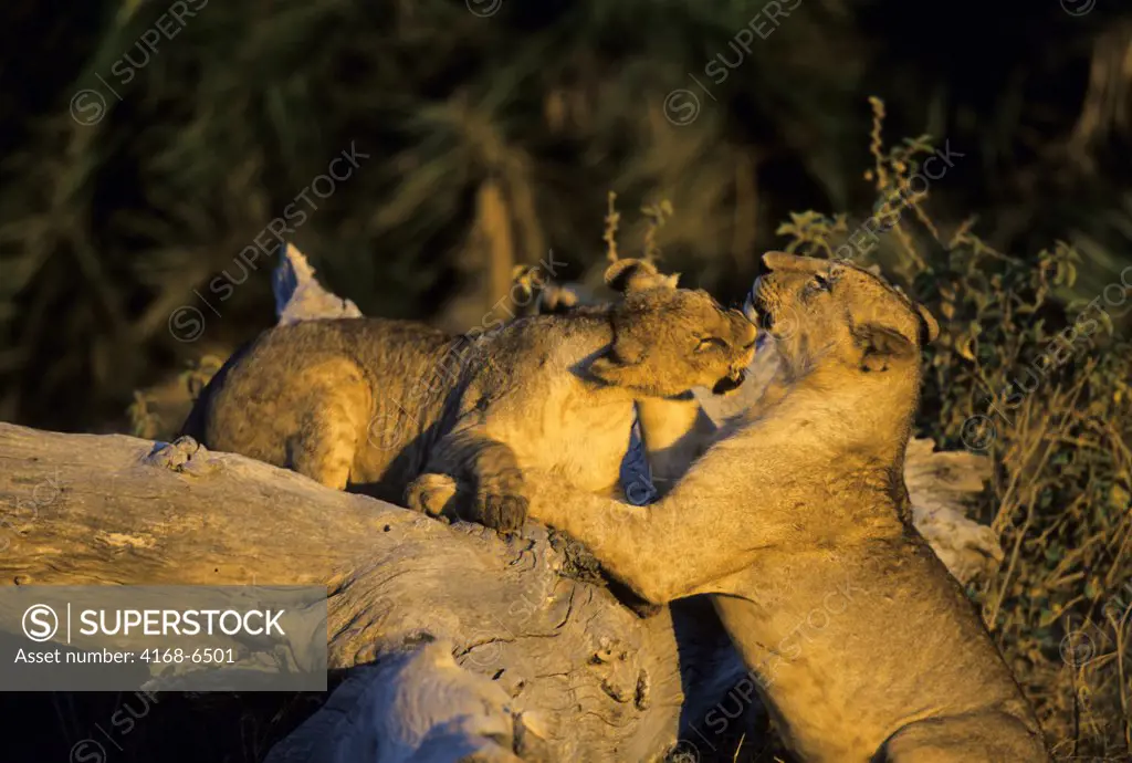 kenya, amboseli national park, young lions playing