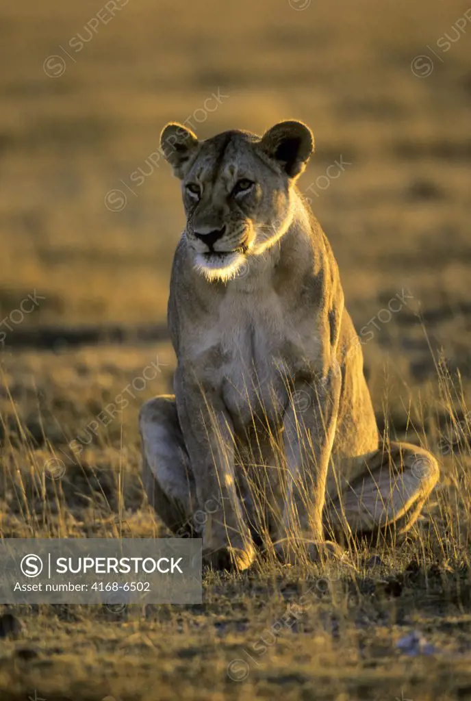 kenya, amboseli national park, lioness