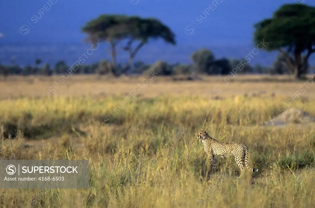 kenya, amboseli national park, cheetah looking for prey