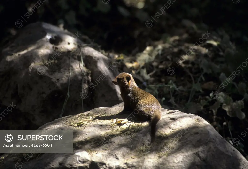 kenya, amboseli national park, dwarf mongoose