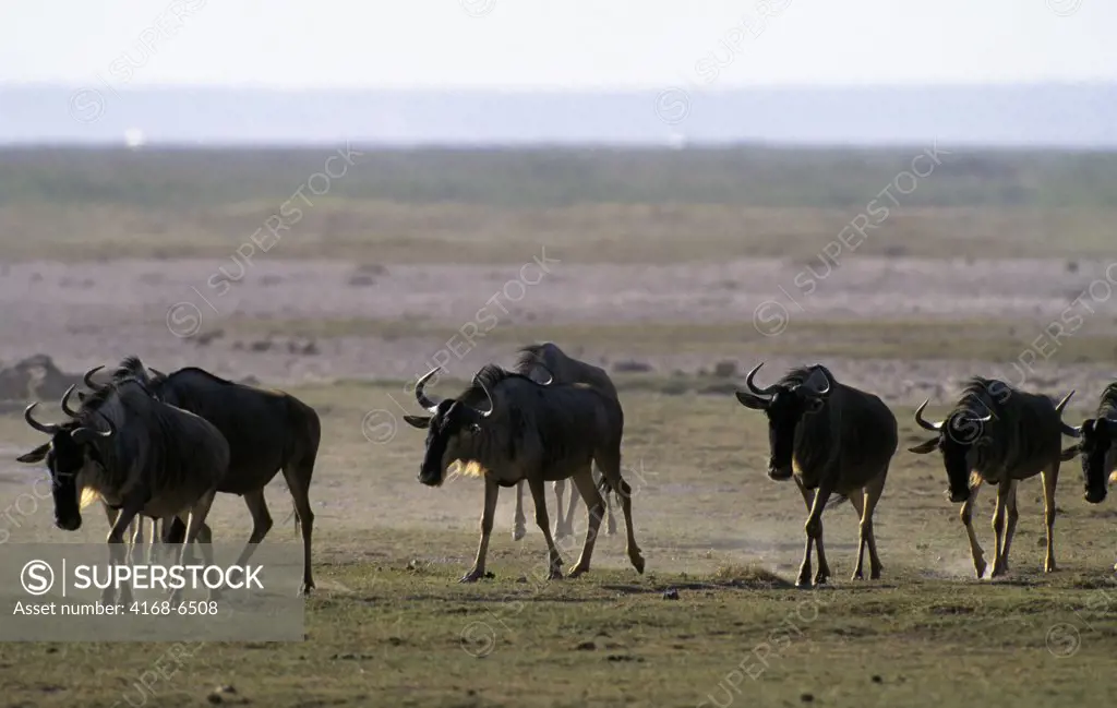 kenya, amboseli national park, wildebeeste