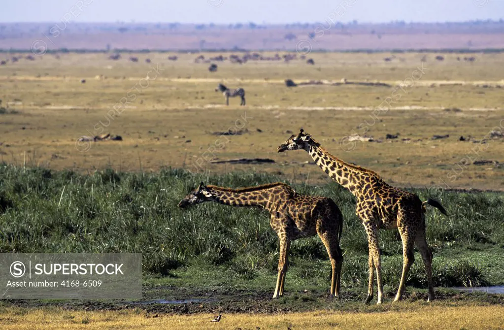 kenya, amboseli national park, giraffes