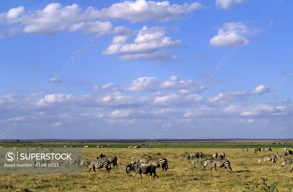 kenya, amboseli national park, wildebeeste and zebras