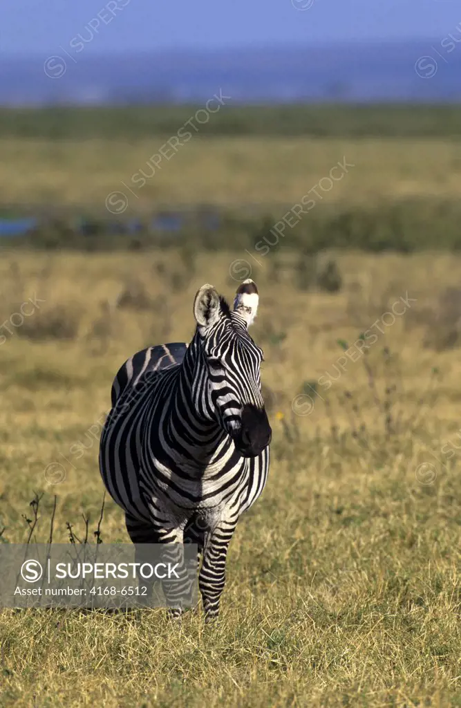kenya, amboseli national park, zebra