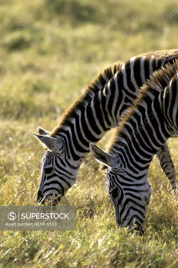 kenya, amboseli national park, zebras grazing