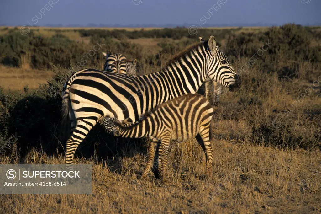 kenya, amboseli national park, zebra baby nursing