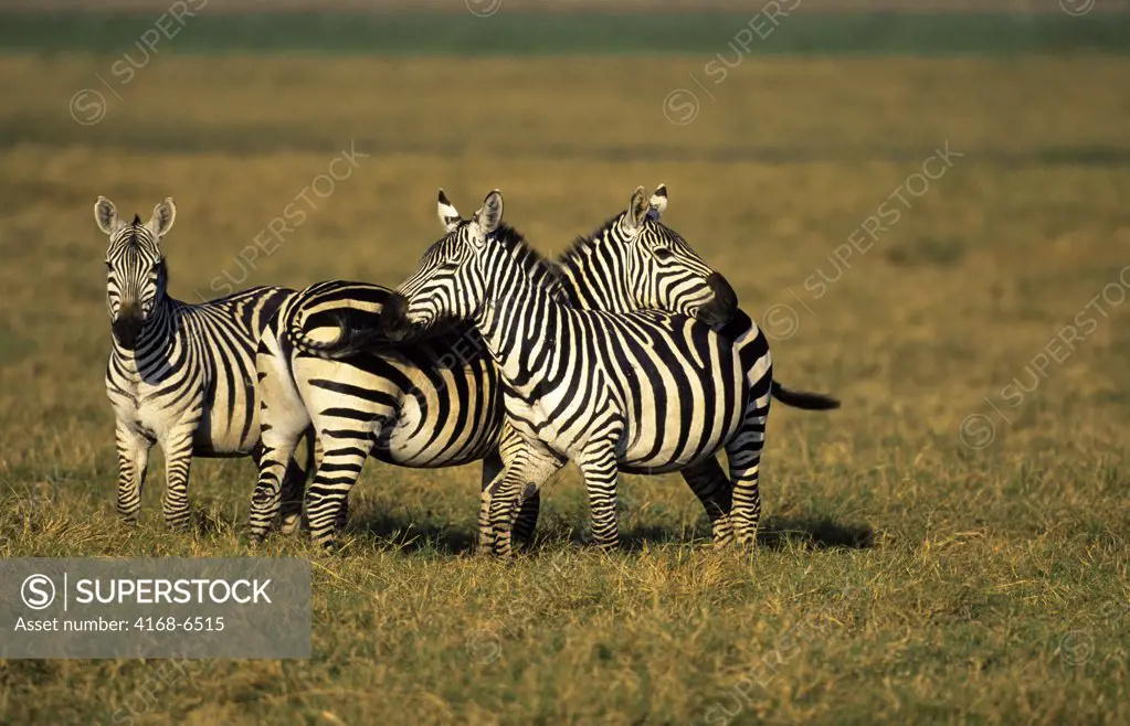 kenya, amboseli national park, zebras