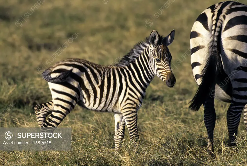 kenya, amboseli national park, zebra baby