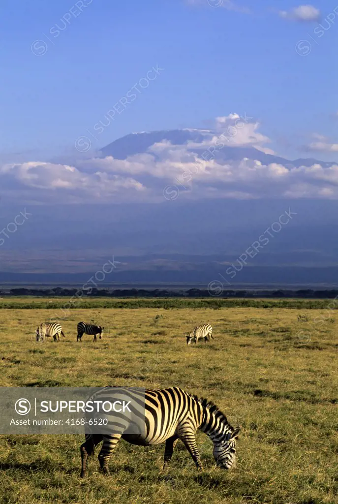 kenya, amboseli national park, zebras, mt. kilimanjaro in background