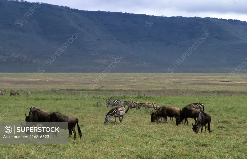 tanzania, ngorongoro crater, wildebeeste and burchell's zebras