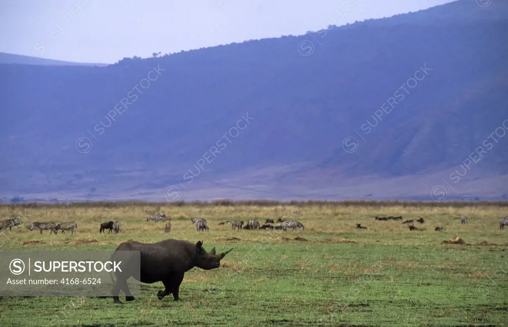 tanzania, ngorongoro crater, black rhinoceros