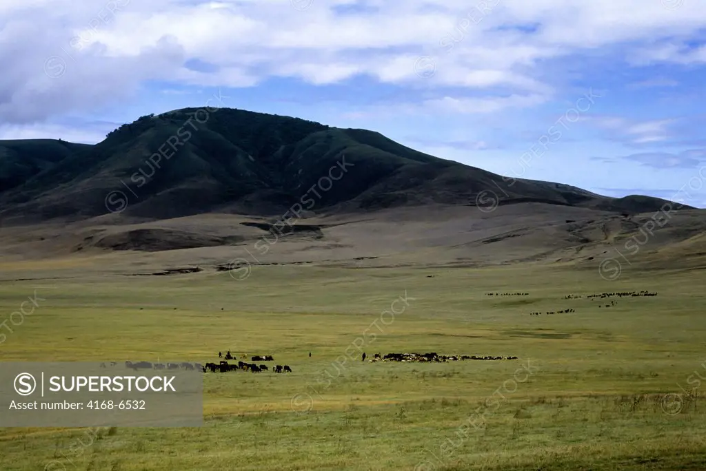 tanzania, near ngorongoro crater, masai with livestock