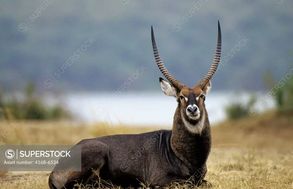 uganda, queen elizabeth national park, water buck, male
