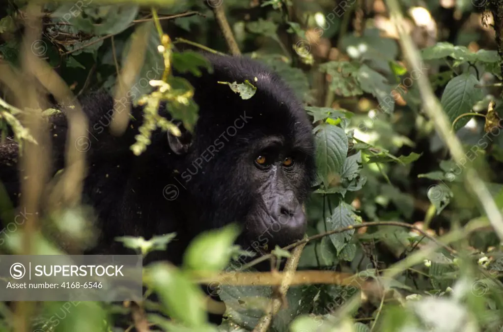 uganda, bwindi impenetrable forest, mountain gorillas, portrait