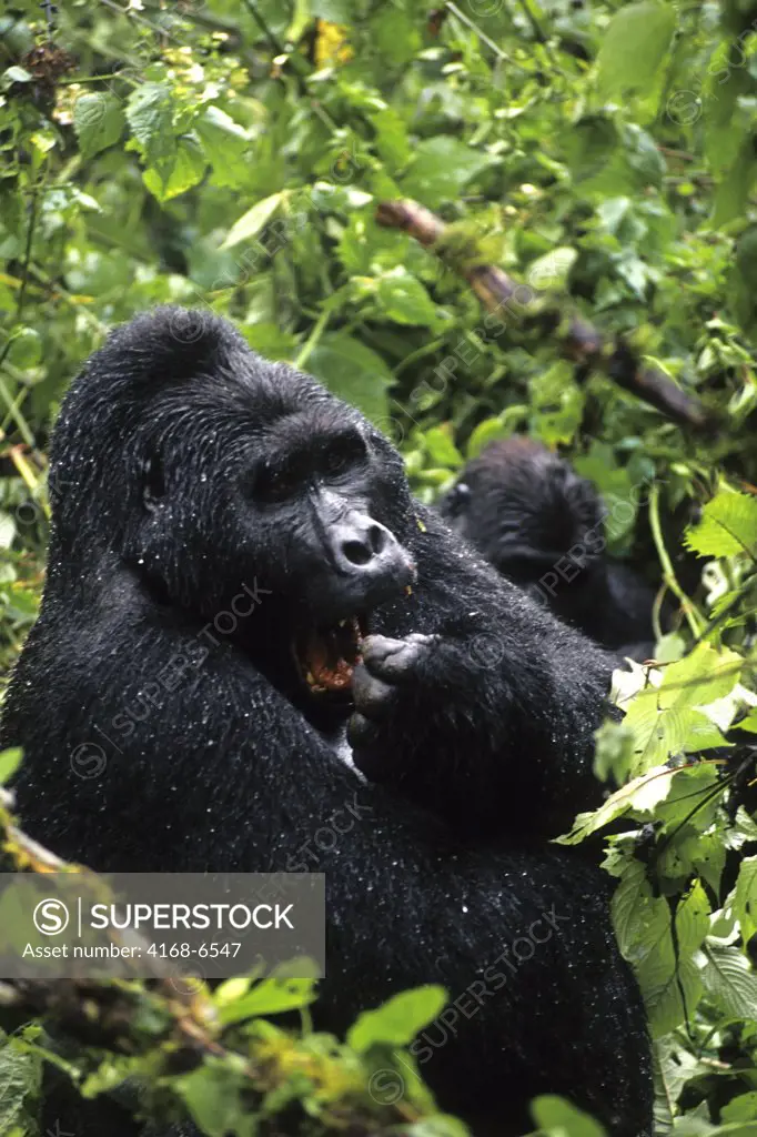 uganda, bwindi impenetrable forest, mountain gorillas, silverback sitting in rain