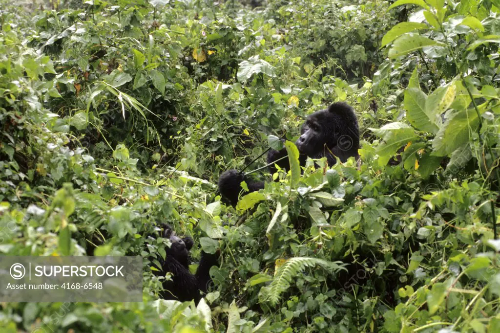 uganda, bwindi impenetrable forest, mountain gorillas, silverback feeding