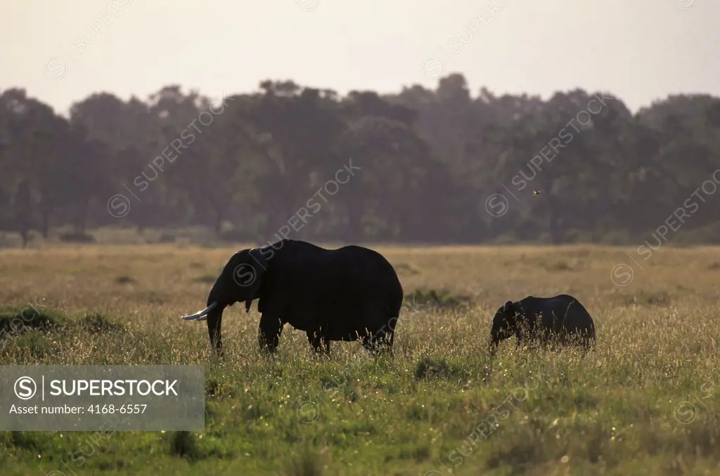 kenya, masai mara, grassland, elephant with baby