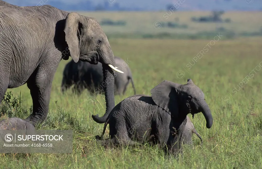 kenya, masai mara, grassland, elephant with babies