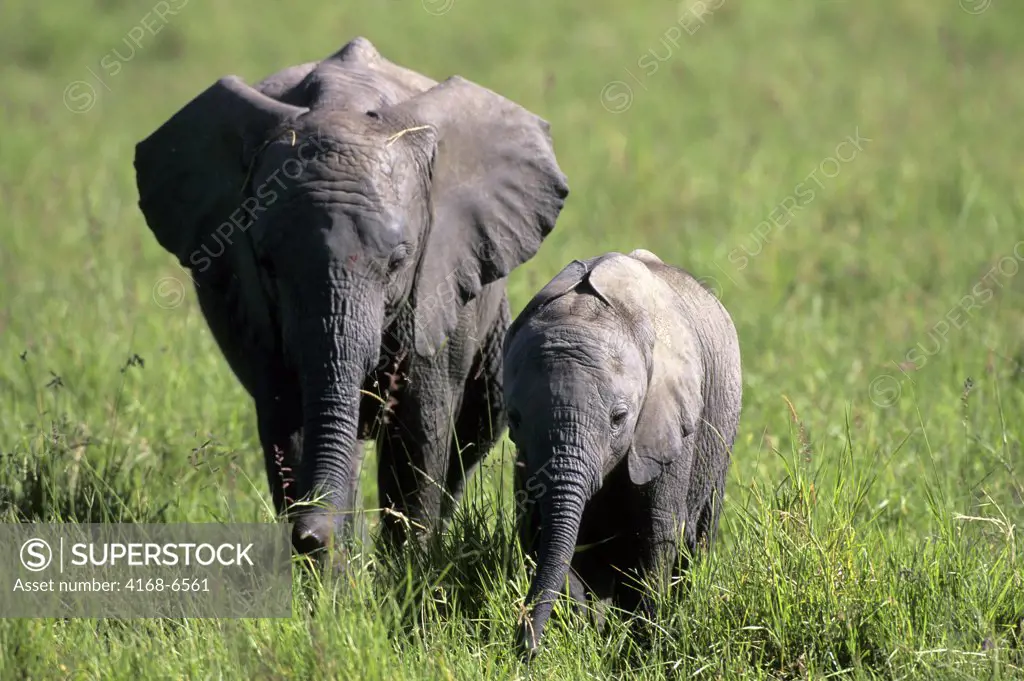 kenya, masai mara, grassland, elephant babies (2 months and 2 years old)