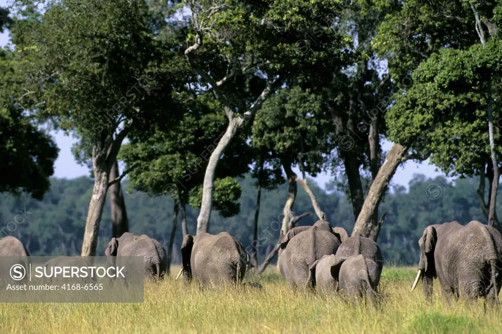 kenya, masai mara, elephants walking