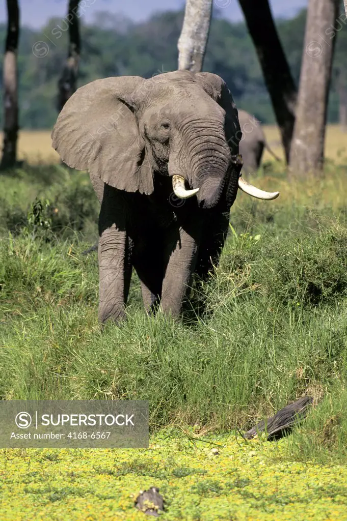 kenya, masai mara, elephant drinking, pond covered with water cabbage