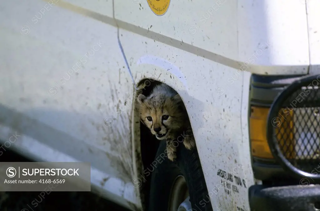 kenya, masai mara, cheetah cub sitting on wheel of safari vehicle
