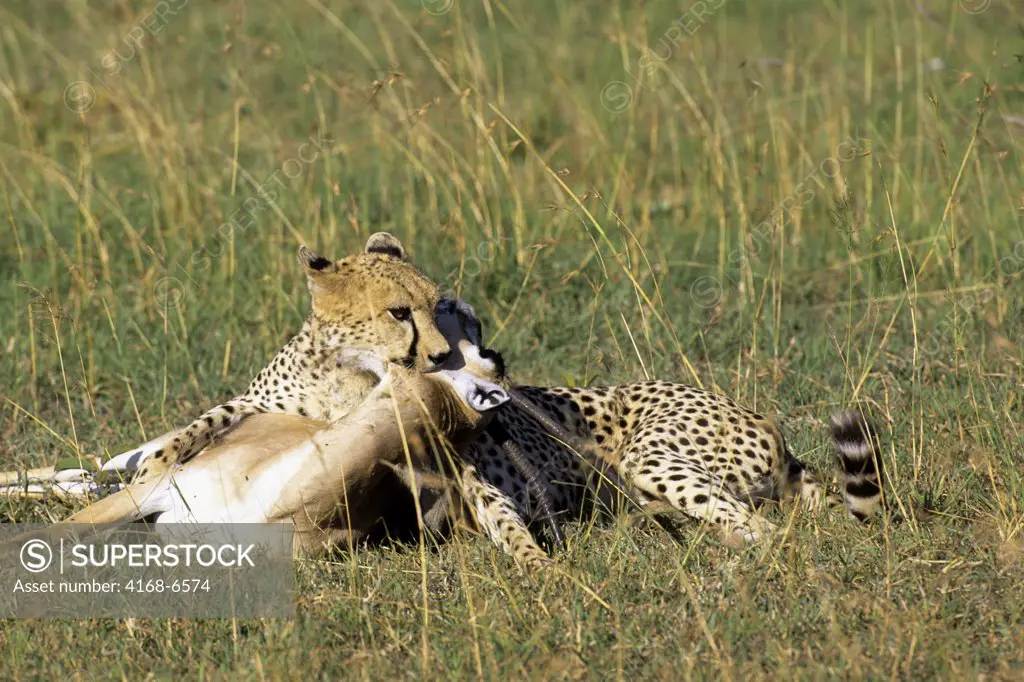kenya, masai mara, grassland, cheetah killing grant's gazelle
