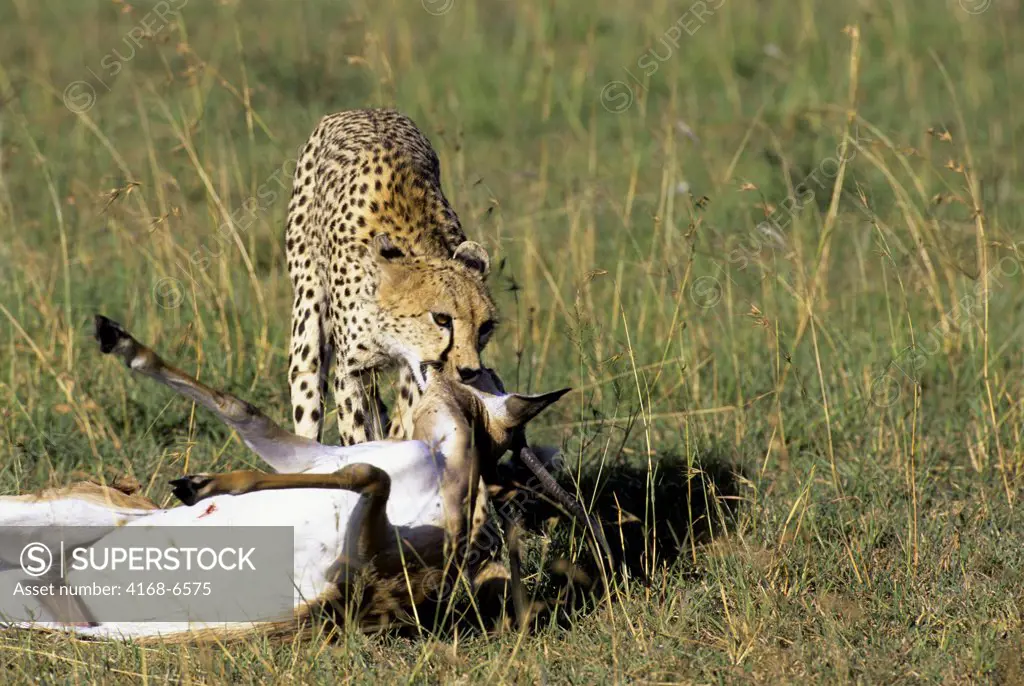 kenya, masai mara, grassland, cheetah moving dead grant's gazelle into shade, away from scavengers