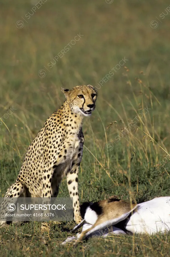 kenya, masai mara, grassland, cheetah with dead grant's gazelle, calling cubs
