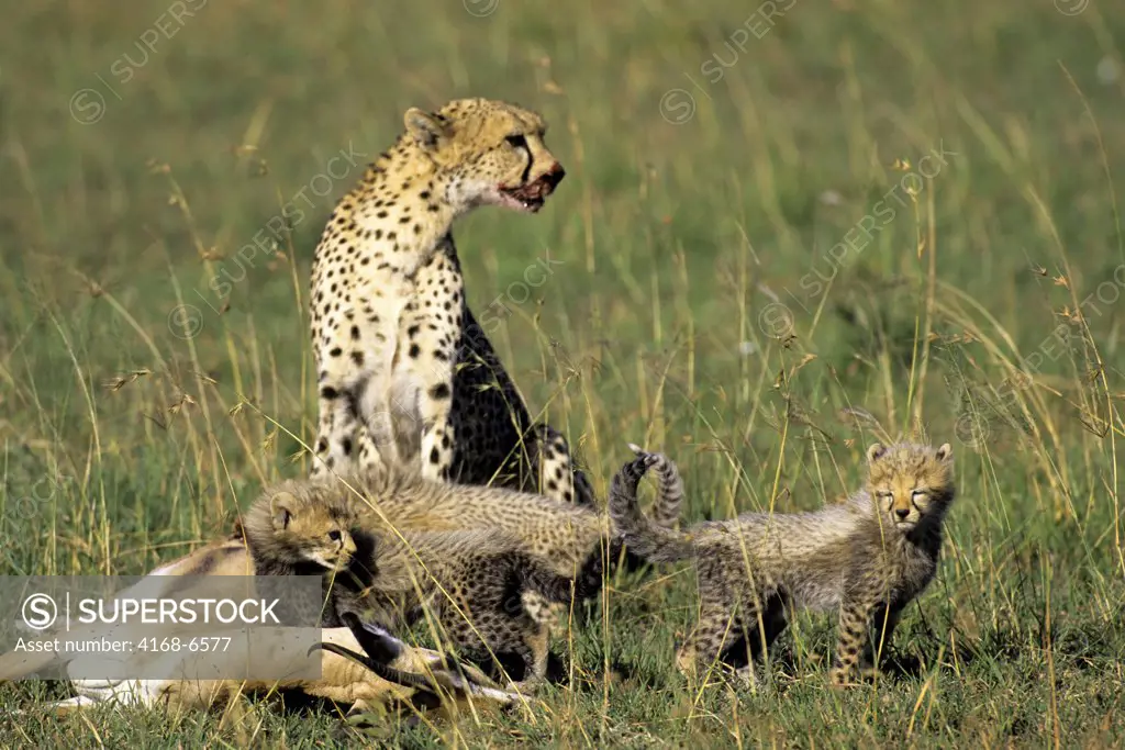 kenya, masai mara, grassland, cheetah with dead grant's gazelle, cubs