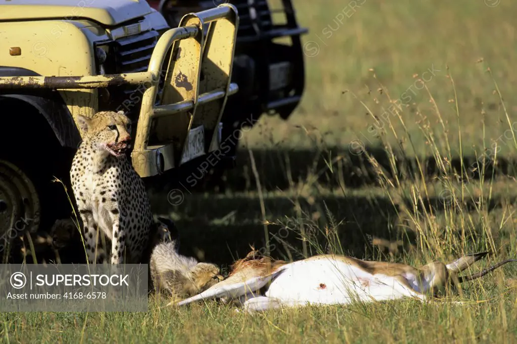 kenya, masai mara, grassland, cheetah with dead grant's gazelle, cubs in shadow of safari vehicle