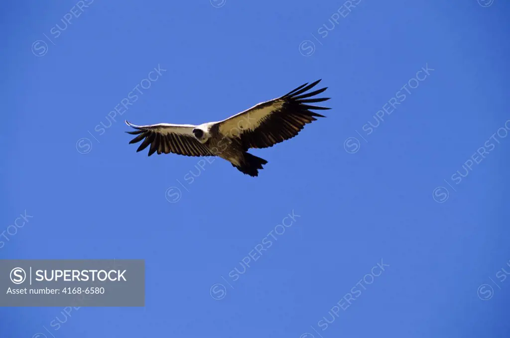 kenya, masai mara, white-backed vulture flying in for cheetah kill