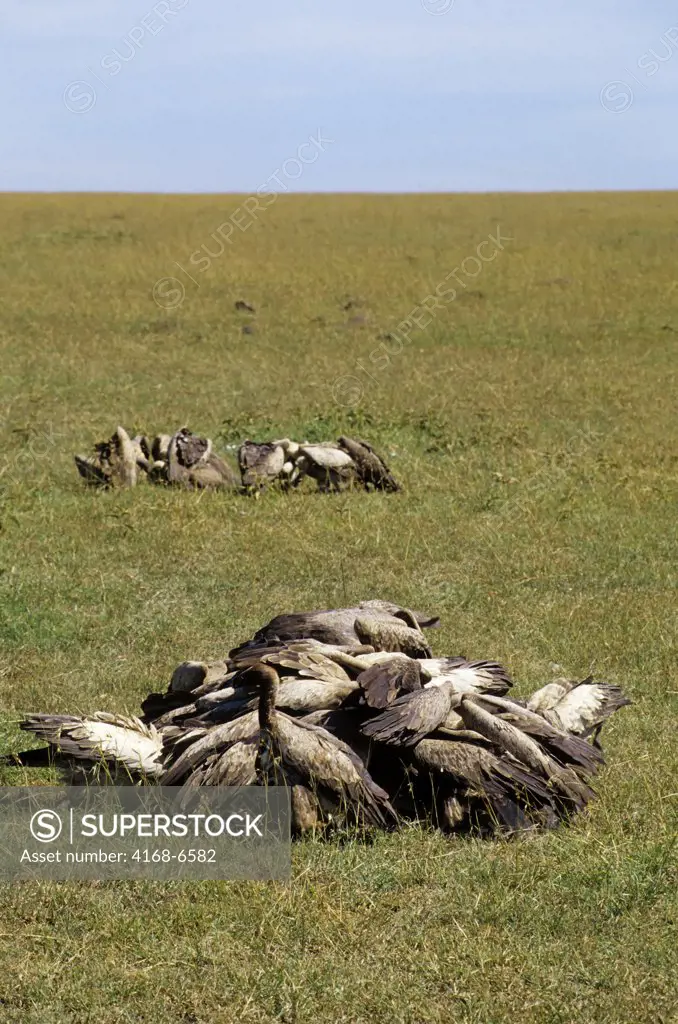 kenya, masai mara, white-backed vultures feeding on grant's gazelle (cheetah kill)