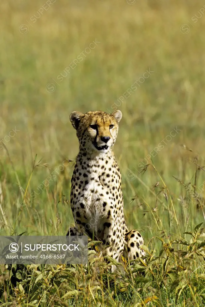 kenya, masai mara, grassland, cheetah