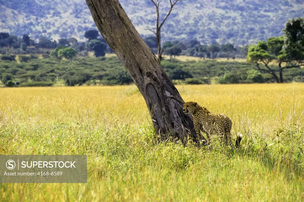 kenya, masai mara, grassland, cheetah by tree