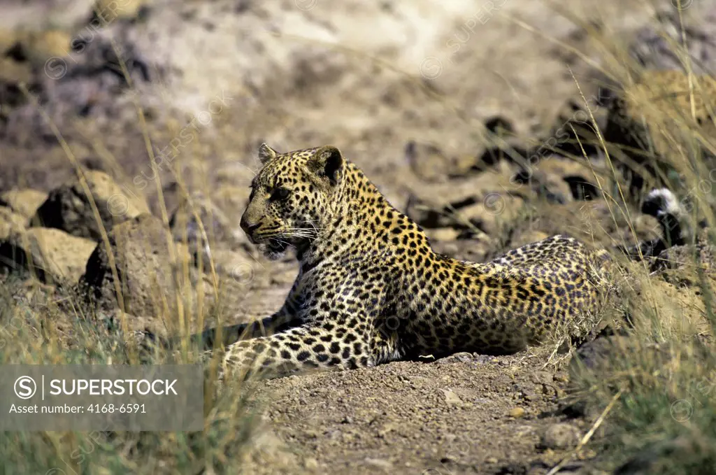 kenya, masai mara, leopard