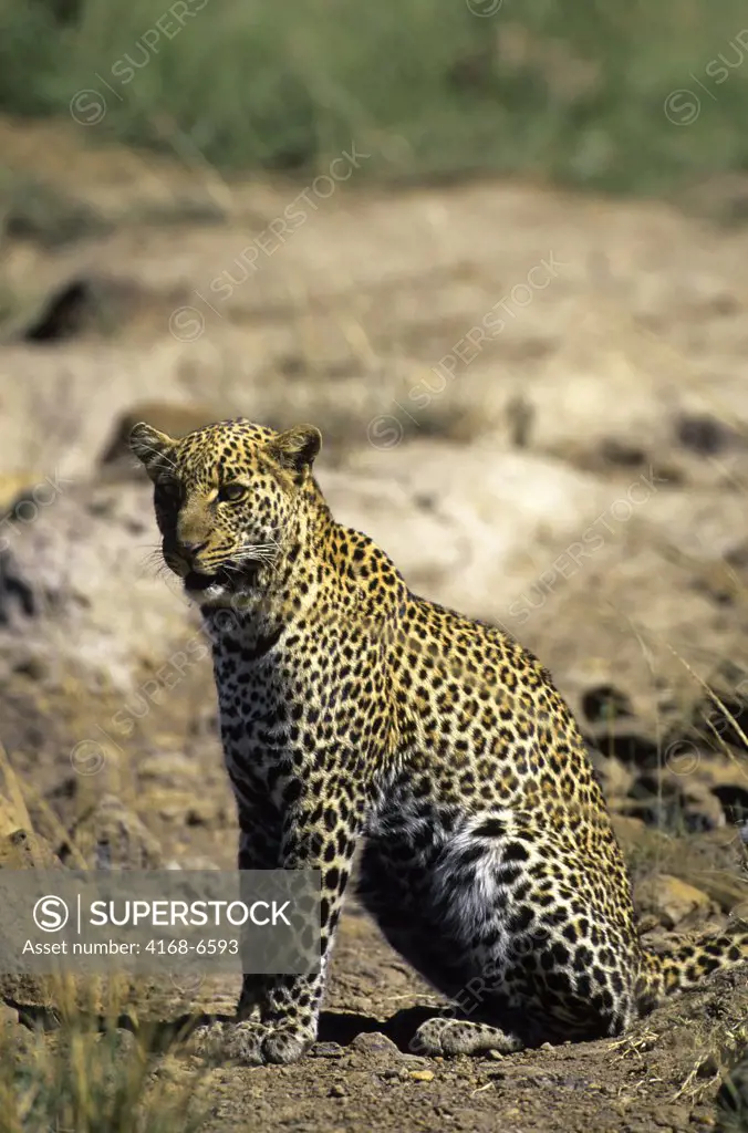 kenya, masai mara, leopard