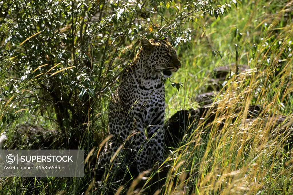kenya, masai mara, leopard sitting in bush