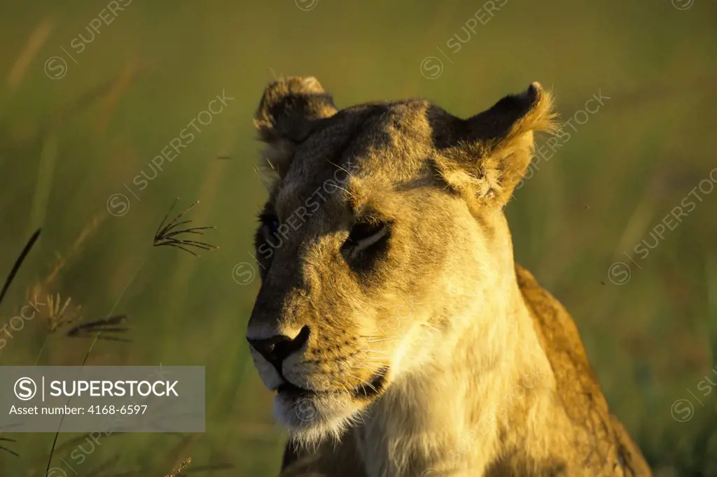 kenya, masai mara, lioness, portrait, close-up