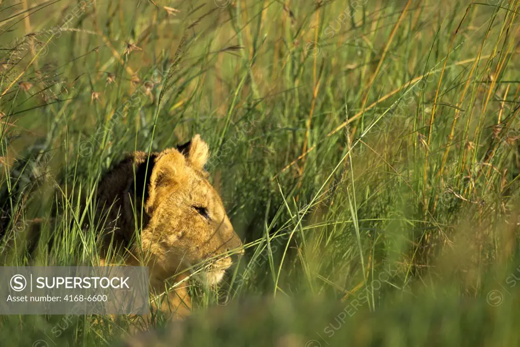 kenya, masai mara, lions, lion cub in grass