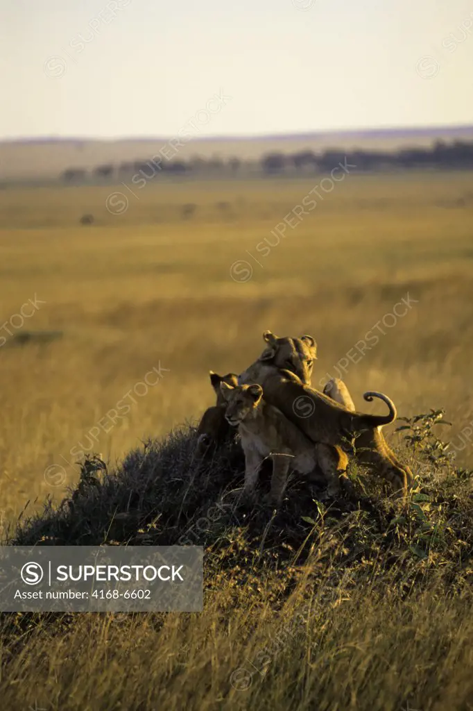 kenya, masai mara, lions, lioness and cubs on hill