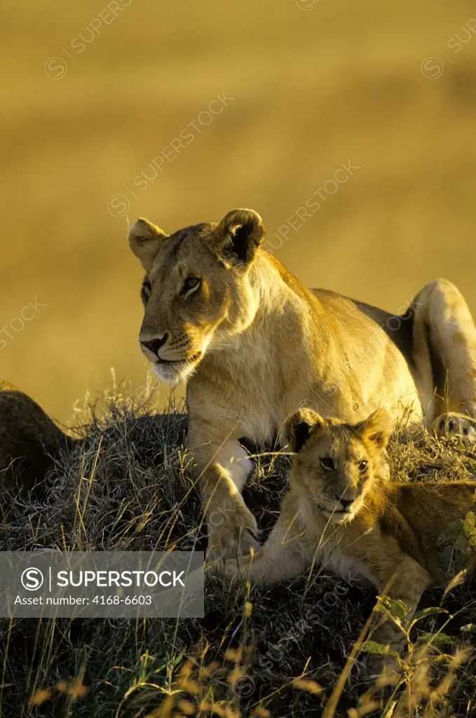 kenya, masai mara, lions, lioness with cub on hill