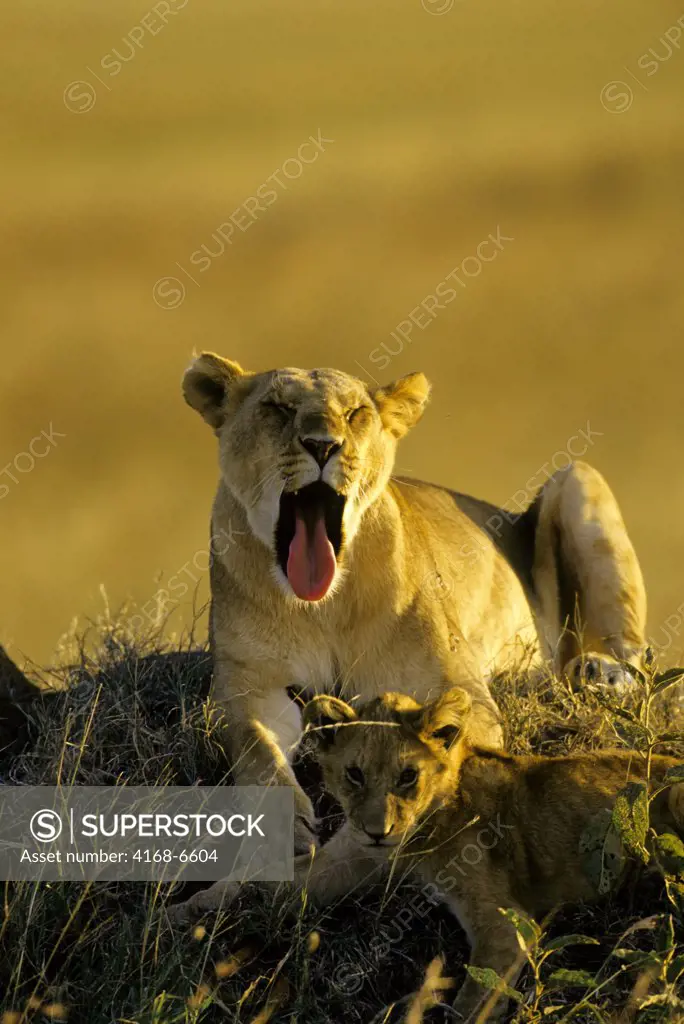 kenya, masai mara, lions, lioness (yawning) with cub on hill