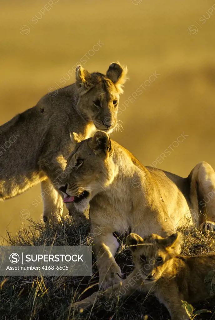 kenya, masai mara, lions, lioness with cubs on hill