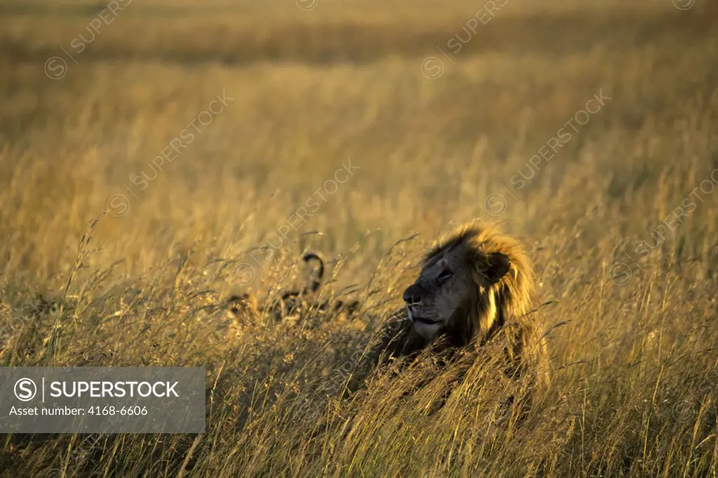 kenya, masai mara, lions, male lion
