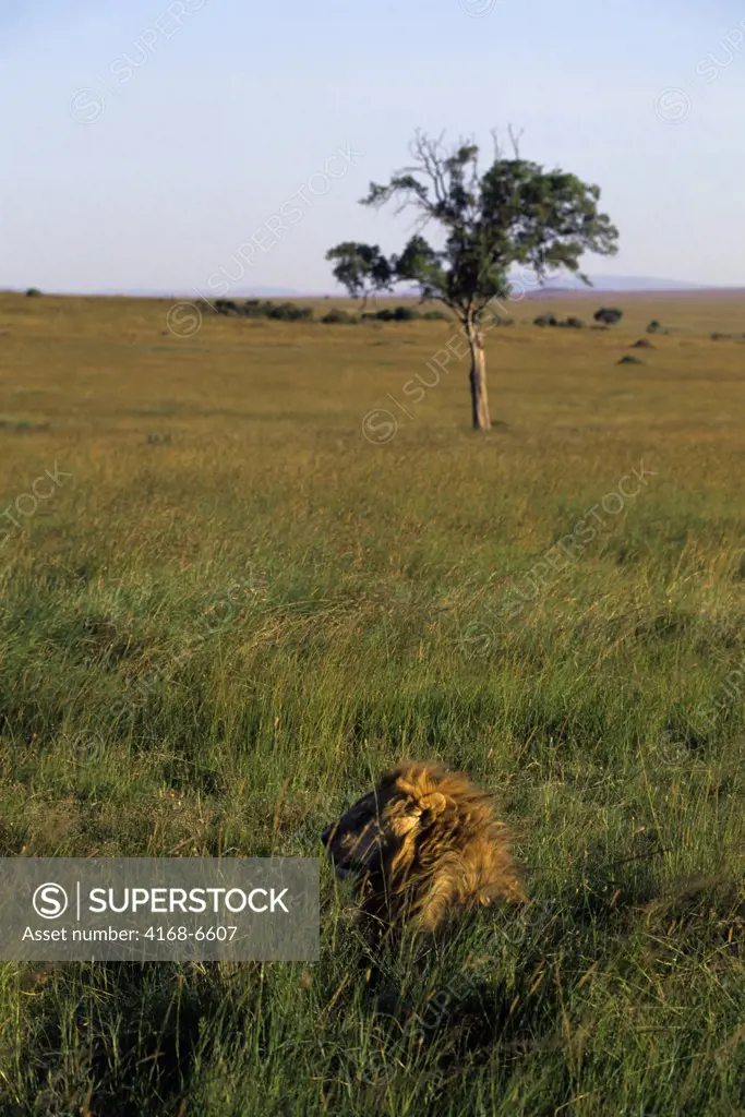 kenya, masai mara, lions, male lion
