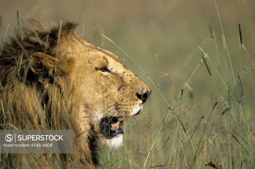 kenya, masai mara, lions, male lion, profile