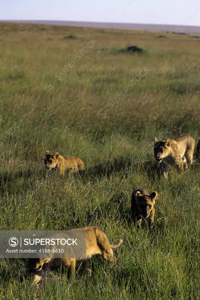 kenya, masai mara, pride of lions walking through grass