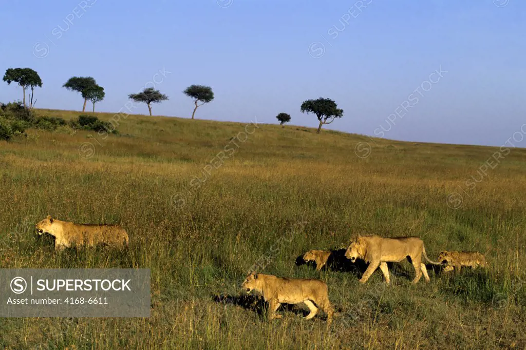 kenya, masai mara, pride of lions walking through grass